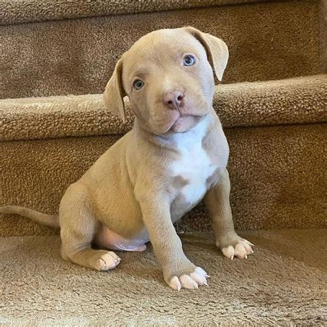 When choosing a pitbull breeder, reputation matters, and Tony Pitbull Family stands out for their. . Pit bull puppy for sale near me
